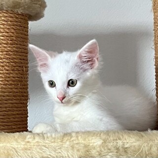 白猫のミルフィーユちゃん♡