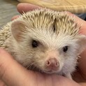 ハリネズミ男の子里親募集中シナモンカラー