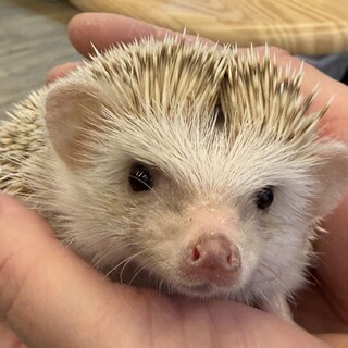 ハリネズミ男の子里親募集中シナモンカラー