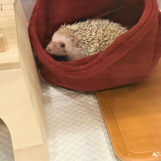 ハリネズミ女の子里親募集シナモンカラー