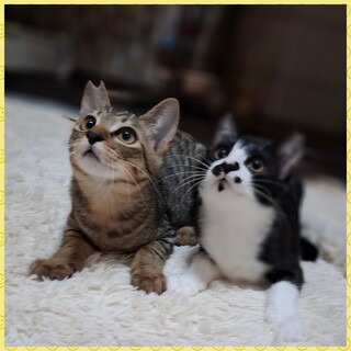 抱っこ大好きお膝大好き♡まりんちゃん&みさきくん