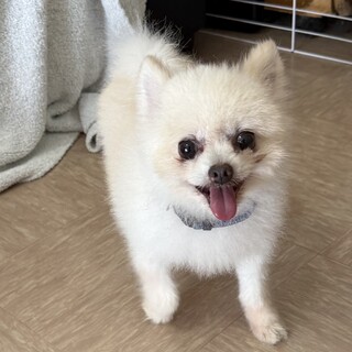 大人しいポメラニアンのアレク君