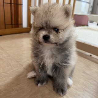【✓﻿要チェック！】ポメラニアン♀子犬「ラズリ」