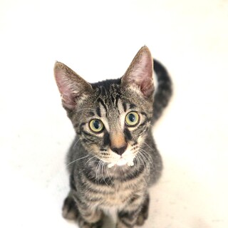 イケにゃんなガトーくん！