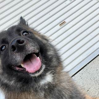 人懐っこくて元気いっぱいのわんちゃんです！