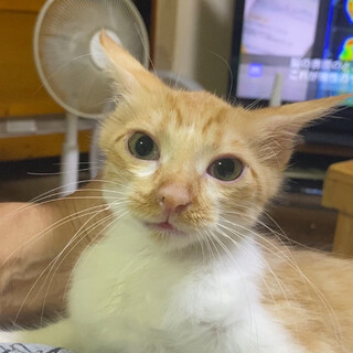 子猫のさっくんの里親さま募集します