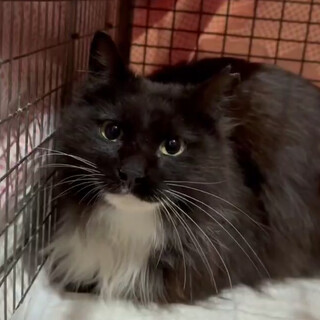 長毛のクールビューティーＣＯＣＯです