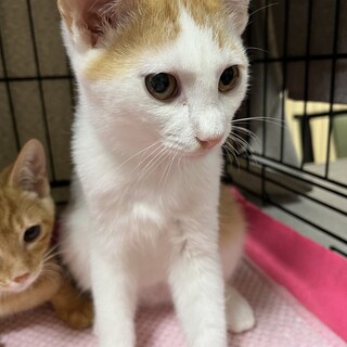 フレンドリーな明るめ茶白⭐️ビスコ