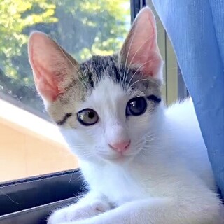 授乳～甘えん坊で人懐っこくて優雅なエレ君