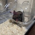 クロクマハムスター男