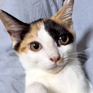 人が好きでお茶目で甘えっ子な三毛のタイ姫