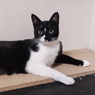 ４ヶ月程のメスの子猫です。