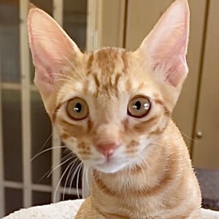 性格もお顔も超癒し系とても甘えん坊で人懐こいメメ君