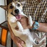 人馴れしている可愛い仔です。 サムネイル3