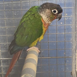 コガネウロコインコ