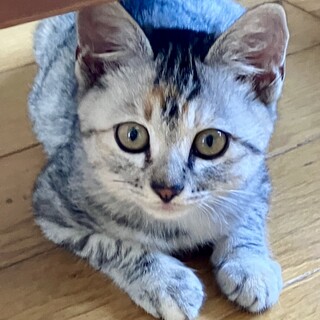 ●超美人姉妹●アメショー風●好奇心旺盛でおっとり