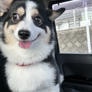 里親募集いたします