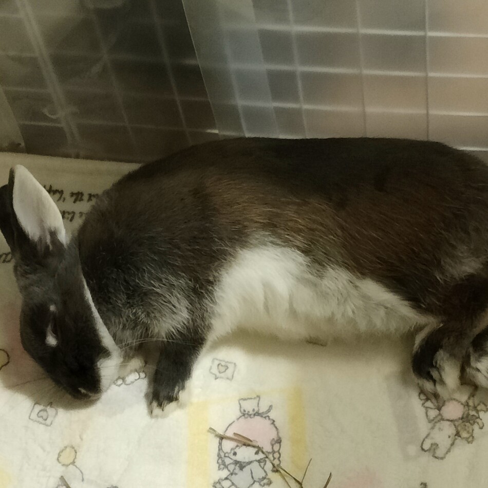 たけしのカバー写真