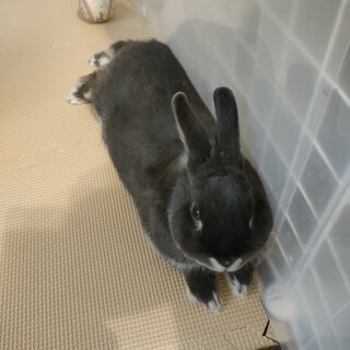 人懐っこい３歳になるミニウサギ