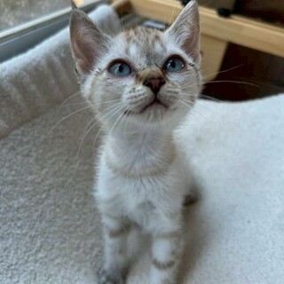 【10/19譲渡会】ハンター女子？！❥みなみちゃん