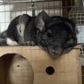 男の子のチンチラです！