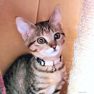 【11/16譲渡会】センター寄りのお顔❤ゆかちゃん