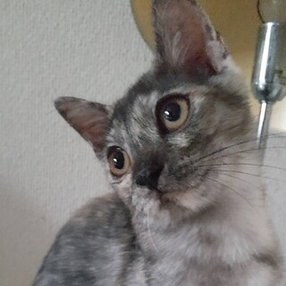 ありがとうございました★グレーサビ猫ボタンちゃん