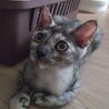 ありがとうございました★グレーサビ猫ボタンちゃん サムネイル2