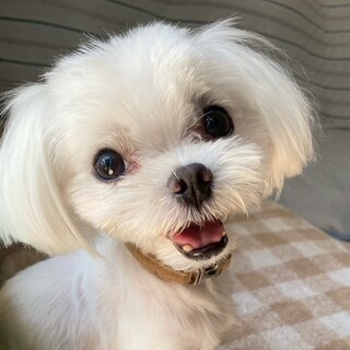 しっぽフリフリ甘えっ子！可愛すぎる男の子