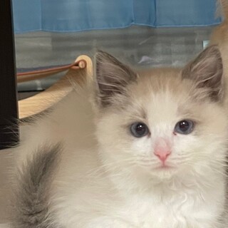 里親さんを募集します