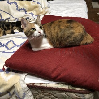 元の場所に帰れなくなったキジ三毛