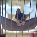 【4/10生まれ】兄妹4匹のお家を探しています