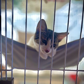 【4/10生まれ】兄妹4匹のお家を探しています