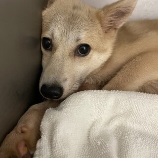 人馴れ中の女の子