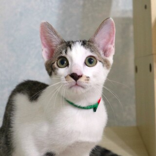 元気いっぱいチップくん！