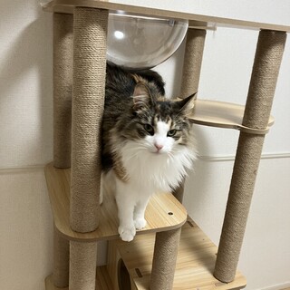 ノルウェージャンフォレストキャット♀