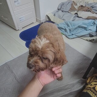 14歳のキャバプーの里親を探しています。