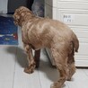 14歳のキャバプーの里親を探しています。 サムネイル5