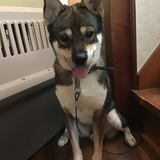 元問題行動犬トレーニング終了したタロ君