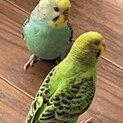 生後1か月のセキセイインコ２羽です