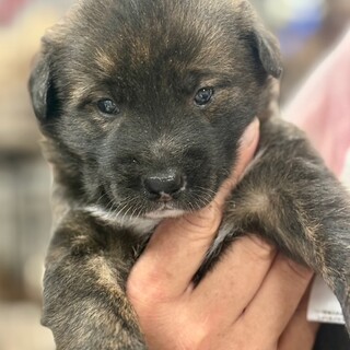 25-W200　トラ柄・甲斐犬似？・ベビー