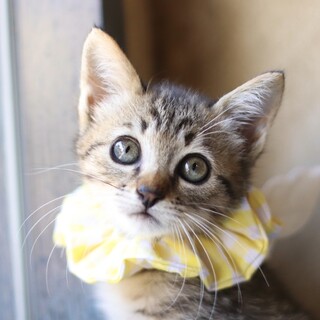 アイドルフェイスのメレンゲちゃん！