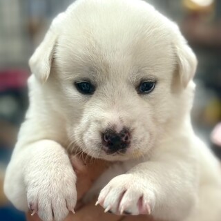 25-W201　白クマちゃんみたい～♪