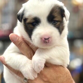 25-M202　可愛過ぎるベビーワン♪