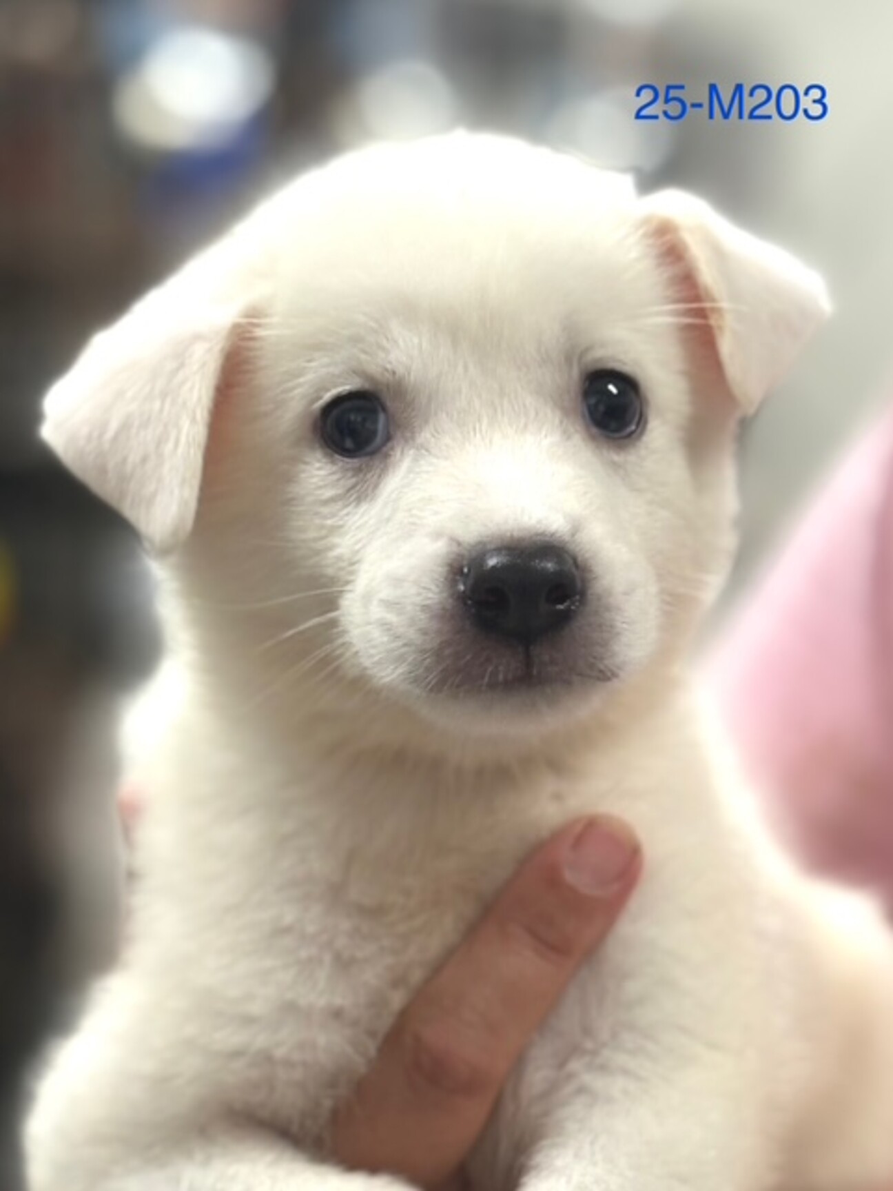 25-M203 可愛い4」滋賀県 - 犬の里親募集(524270) :: ペットの
