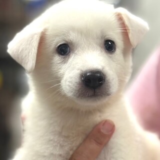 25-M203　可愛い４白兄弟！！