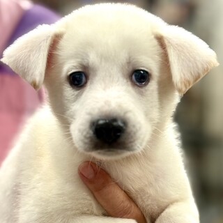 25-M204　４兄弟の可愛い仔犬です♪