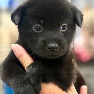 25-M207　真っ黒クロ助兄弟！！