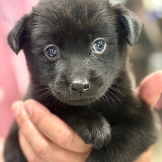 25-M209真っ黒助君！！