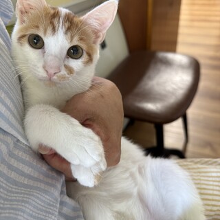 ぽっちゃりお腹のポテチちゃん